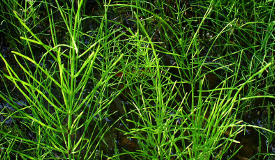 Equisetum arvense